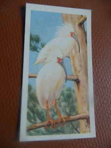 GB Brooke Bond "Wildlife in Danger" 1963 tea-card No.27 'Japanese Crested Ibis'.