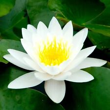 Bonsai White Water Lily Kit / White Lotus Flower Seeds