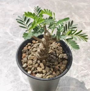 Pianta succulenta viva Senna meridionalis WYSIWYG giardino con radici proprie - Foto 1 di 3