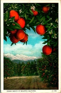 Postcard  Orange Groves Of Beautiful California  - Picture 1 of 2