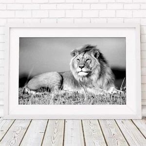 AFRICA LION - Wild Big Cat Poster Picture Print Sizes A5 to A0 **FREE DELIVERY** - Picture 1 of 14