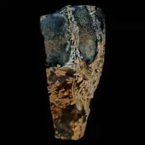 XXL 1.1" Triceratops Fossil Tooth Hell Creek FM Cretaceous Dinosaur MT COA - Picture 1 of 8