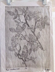 Rosa Acicularis Lindl. Intaglio Print - Bild 1 von 3