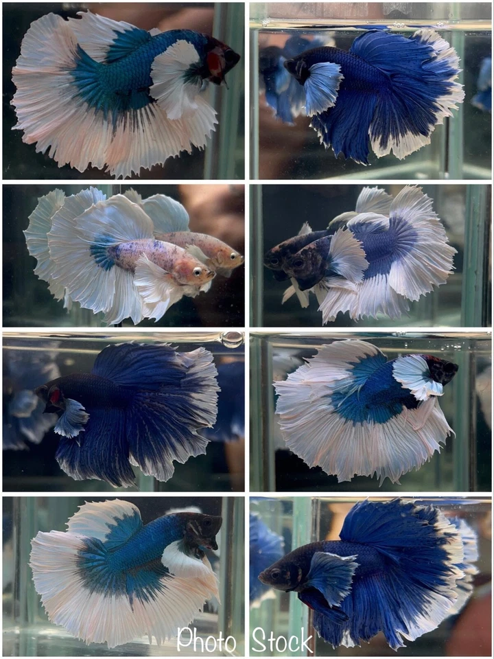 Male Betta Live Fish - Dumbo Blue White Halfmoon - High Quality A+ Photo Display - Image 1 of 1