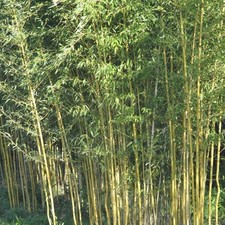50+ Yellow bamboo seeds Phyllostachys Aureosulcata USA seller Gold Bamboo