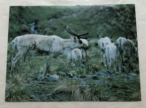 Reindeer Were Introduced To South Georgia From Norway. Postcard (R2) - Picture 1 of 2