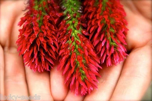 Crimson Clover Seeds (Non-GMO) - 10 Lbs. - Picture 1 of 1