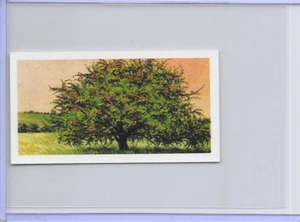 1966 Trees In Britain Crab Apple Rosaceae Brooke Bond Tea Card #27             . - Picture 1 of 2