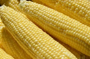 Kandy Yellow Sweet Corn Seeds 100 Seeds - Picture 1 of 2