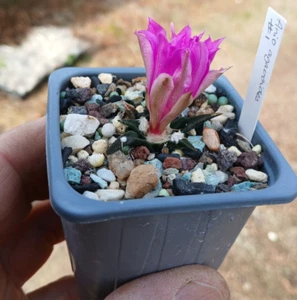 Cactus Ario. agavoides - Picture 1 of 1