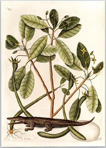 American Alligator w Mangrove Mark Catesby Reproduction Book Plate Print 8x11 - Picture 1 of 1