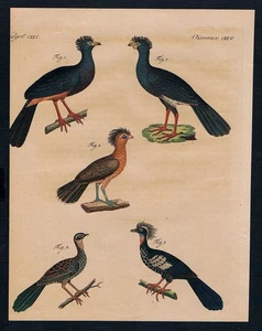 Vögel birds Hokko Hühner Geflügel chicken Kupferstich engraving Bertuch 1800 - Bild 1 von 1