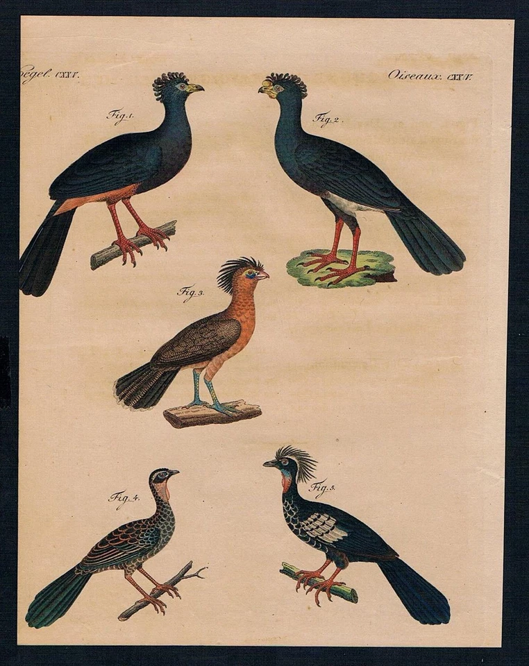 Vögel birds Hokko Hühner Geflügel chicken Kupferstich engraving Bertuch 1800 - Bild 1 von 1