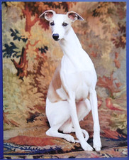 2008 Life Books WHIPPET 8" x 10" reprint of vintage photograph 1964