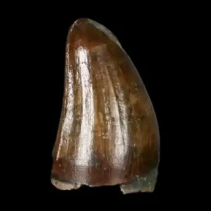 0.3 Crocodile Borealosuchus Fossil Tooth Judith River FM Montana COA Display - Picture 1 of 9