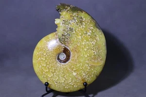 440g Natural Ammonite Fossil Conch Reiki mineral Specimen crystal Heal Decor 163 - Picture 1 of 10