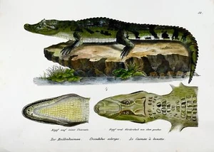 1833 H.R. Schinz (b1777) Spectacled caiman, hand coloured lithograph, reptile - Picture 1 of 2