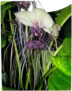30 semi fiore di pipistrello bianco ""White-Bat-Flower"" - Tacca Integrifolia fiore del diavolo" - Foto 1 di 1