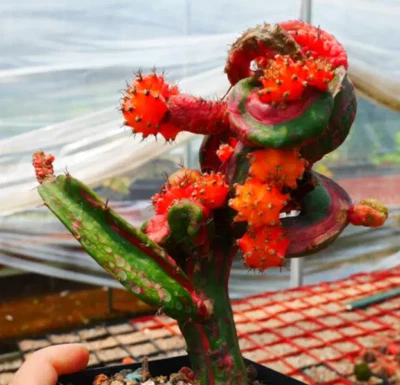 hylocereus hylocalycium x singulare about cactus Succulent plants potted 7-9cm - Image 1 of 4