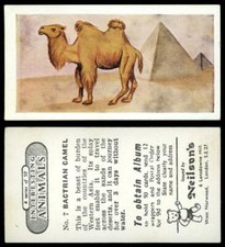 Bactrian Camel #7 Interesting Animals 1954 Neilson's Card