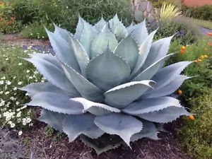 GIANT Whale's Tongue Century Plant - Agave ovatifolia - 10 Seeds - UK Hardy - Picture 1 of 4