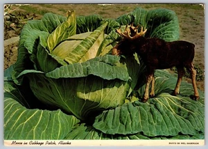 1980 Moose in Cabbage Patch Alaska Exaggeratd INTERESTING MESSAGE Postcard A31 - Picture 1 of 3
