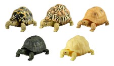Bandai Turtle Kame Vol 2 Astrochelys Radiata All 5 Types Set Capsule Toy