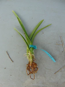 RARE Encyclia duveenii Bloom size Bare root RECENTLY IMPORTED SPECIES - Picture 1 of 1