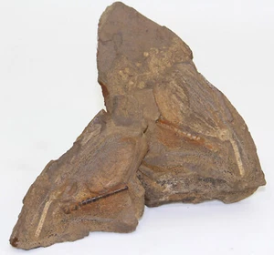 Crinoide, Dendrocrinus sp., Silur, Lodenice, Tschechische Republik -eb7973 - Picture 1 of 6