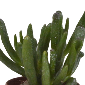 Miscela di Succulente 5,5 cm - 5x - Vari Colori, Altezze e Forme - Senza  - Foto 1 di 4