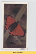 1983 Doncella British Butterflies Tobacco Large Copper #22 READ 3o2