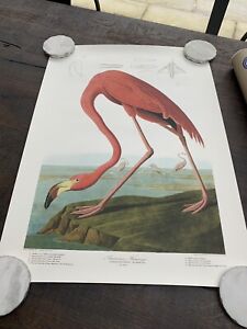 American Pink Flamingo John James Audubon Vintage Flamingo art paper poster B2