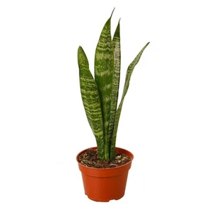 Snake Plant 'Zeylanica'-8" Pot / Nursery Pot - Picture 1 of 12