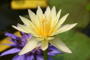 15 Stan Skinger "Nymphaea Lotus" WATER LILY SEEDS - Picture 1 of 1