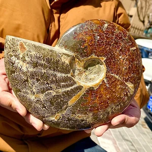 4,34LB Rara conchiglia naturale lucida esemplari fossili del Madagascar - Foto 1 di 13
