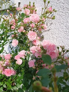 Bodendecker Rose Buschrose Strauchrose Bodendeckerrose winterhart beetrose - Bild 1 von 3