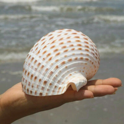 ROOSTER CONCH SEA SHELL BEACH DECOR TROPICAL AQUARIUM CRAFT 10-11CM - Image 1 of 4