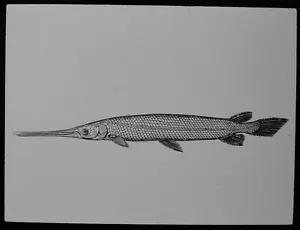 Magic Lantern Slide LEPIDPTUS OSSEUS C1910 ILLUSTRATION USA LONGNOSE GAR FISH - Foto 1 di 3