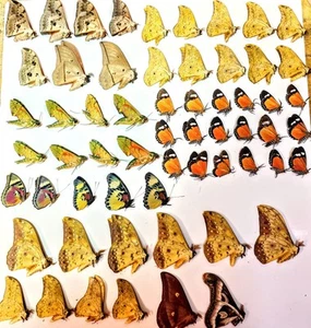 60 A-1 Mixed Cameroon Butterflies/Moths, Euphaedra,Saturnidae, Sphingidae - Picture 1 of 11