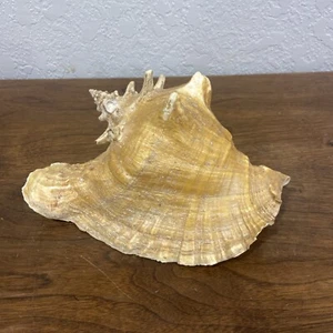 VINTAGE Large Conch Sea Shell Seashell 10" Beach Horn 3 Lbs 2 Oz - Imagen 1 de 13