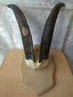 RARE Vintage old Natural Horn Rog ROZHOK Taxidermy hunting goat