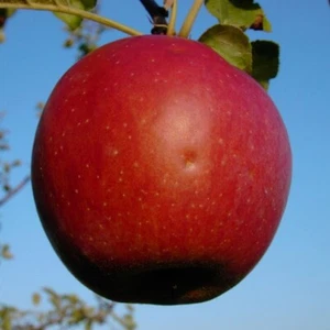 Roter Eiserapfel Apfelbaum historisch. Winterapfel Buschbaum Halbstamm Hochstamm - Bild 1 von 28