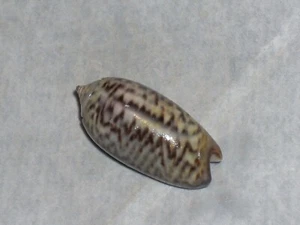 OLIVE TIGRIDELLA AWESOME PATTERN - Picture 1 of 2