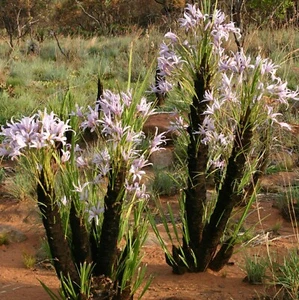 Black Stick Lily (Xerophyta retinervis) - 10 seeds - Bild 1 von 5