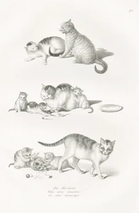 Hauskatze Katze cat kitten Kätzchen Zoologie animals Lithographie Brodtmann 1824 - Picture 1 of 1