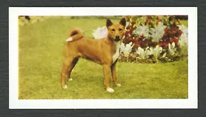 BASENJI 1961 HORNIMANS TEA COLLECTABLE DOG TRADE CARD #2 - Foto 1 di 2