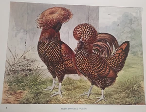 Antique Poultry Print 1912 Gold Spangled Polish J.W. Ludlow Lithograph Farming - Picture 1 of 3