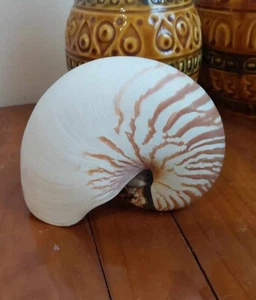 SEASHELL NAUTILUS POMPILIUS approx 15cm long natural sea shell - Picture 1 of 13