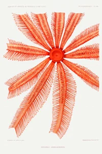 Ilustración de estrella de mar Brisingidae por Alberto I Príncipe de Mónaco Giclee impresión artística - Imagen 1 de 3