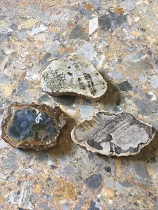 Versteinerter fossiler Holzachat kleine Scheibe, Reiki Heilung, Titea Singularis - Bild 1 von 4